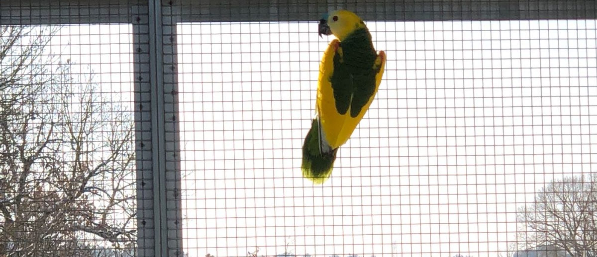 yelloWinged